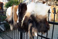 goat-Tannery, tanning of skins