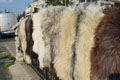 heidschnucke_sheepskin-Tannery, tanning of skins