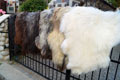 heidschnucke_sheepskin-Tannery, tanning of skins