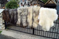 heidschnucke_sheepskin-Tannery, tanning of skins