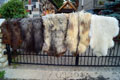 heidschnucke_sheepskin-Tannery, tanning of skins