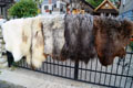 heidschnucke_sheepskin-Tannery, tanning of skins