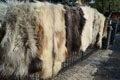 heidschnucke_sheepskin-Tannery, tanning of skins