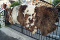 holland_sheepskin-Tannery, tanning of skins