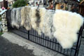 melerade_sheepskin-Tannery, tanning of skins