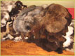 sheep_skin-Tannery, tanning of skins